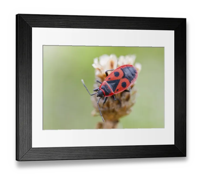 Framed Print : Common fire bug, Pyrrhocoris apterus Framed Print : Common fire bug, Pyrrhocoris apterus