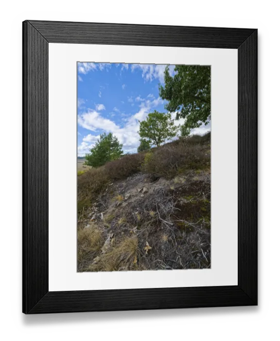 Framed Print : Red tubular spider habitat, Eresus kollari