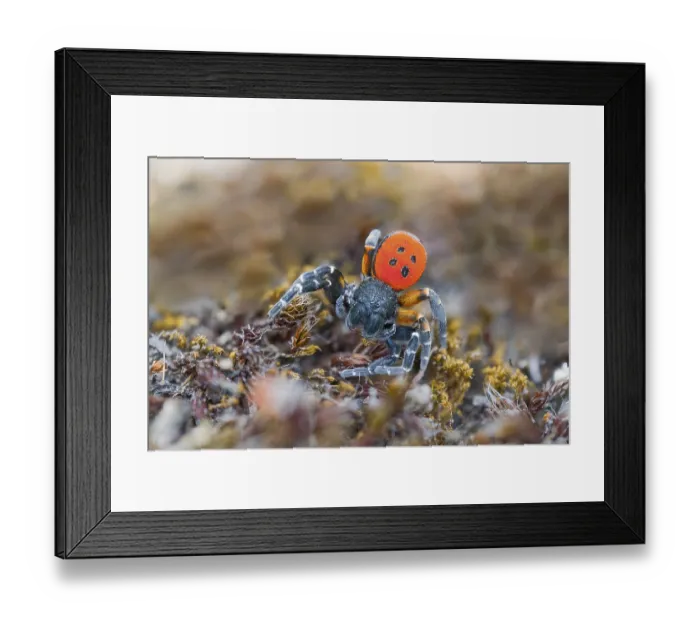 Framed Print : Red tubular spider, Eresus kollari Framed Print : Red tubular spider, Eresus kollari