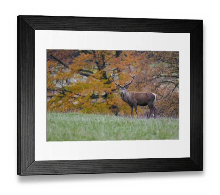 Framed Print : Red deer (Cervus elaphus) in autumn leaves