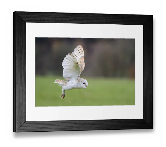 Framed Print : Barn owl flying, Tyto Alba, Barn owl flying