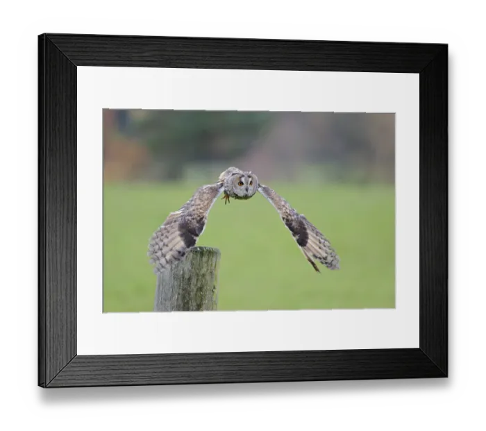 Framed Print : Long-eared owl flying, Asio otus Framed Print : Long-eared owl flying, Asio otus