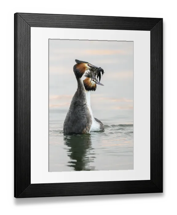 Framed Print : Two great crested grebes (Podiceps Scalloped ribbonfish) displaying courtship dance in the water