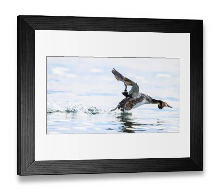 Framed Print : A great crested grebe (Podiceps scalloped ribbonfish)