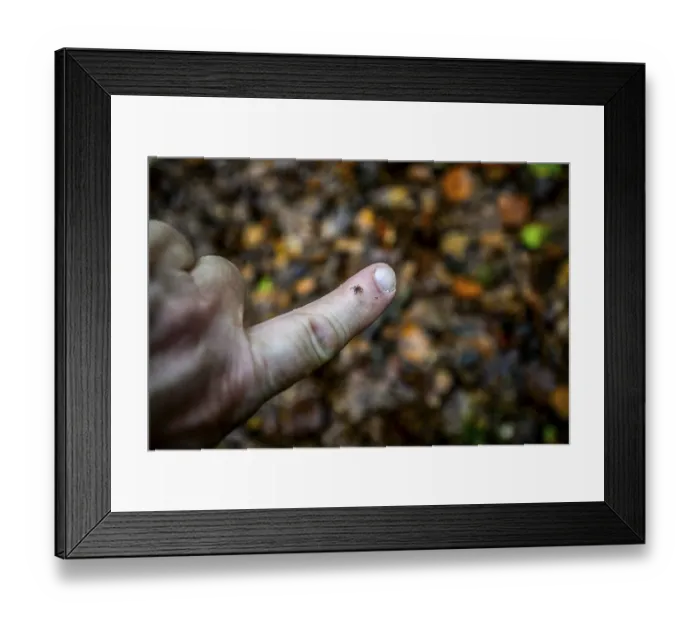Framed Print : A tick Castor Bean Tick (Ixodes ricinus) crawling on a finger in front of a blurred forest background Framed Print : A tick Castor Bean Tick (Ixodes ricinus) crawling on a finger in front of a blurred forest background
