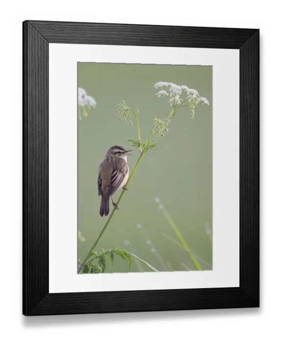 Framed Print : Reed Warbler, Acrocephalus schoenobaenus