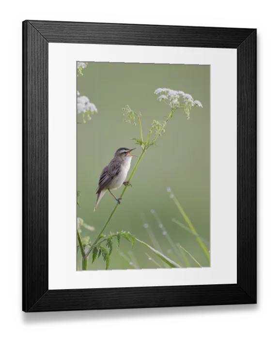 Framed Print : Reed Warbler, Acrocephalus schoenobaenus Framed Print : Reed Warbler, Acrocephalus schoenobaenus
