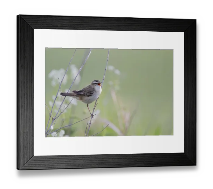 Framed Print : Reed Warbler, Acrocephalus schoenobaenus Framed Print : Reed Warbler, Acrocephalus schoenobaenus
