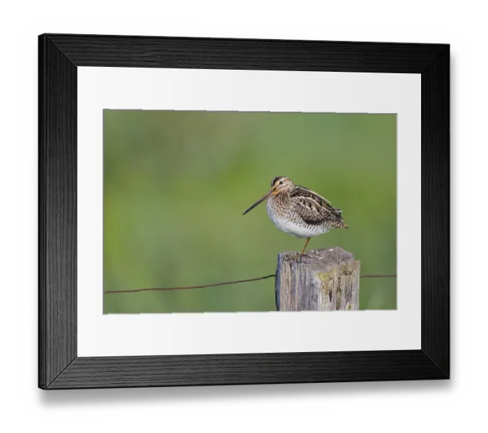 Framed Print : Common snipe (Gallinago gallinago) sitting on a pole