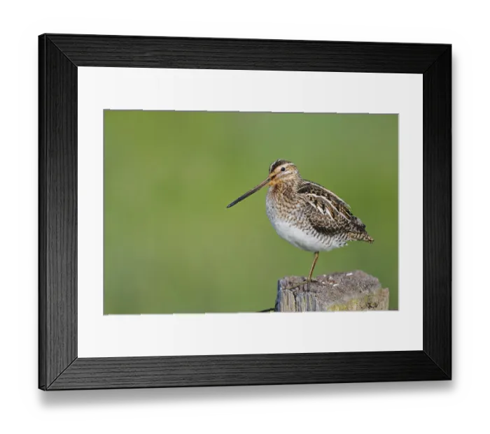 Framed Print : Common snipe (Gallinago gallinago) sitting on a pole