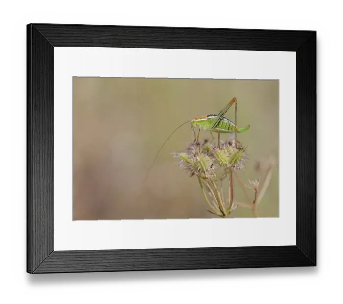 Framed Print : Locust Nymph, Poecilimon mytilenensis