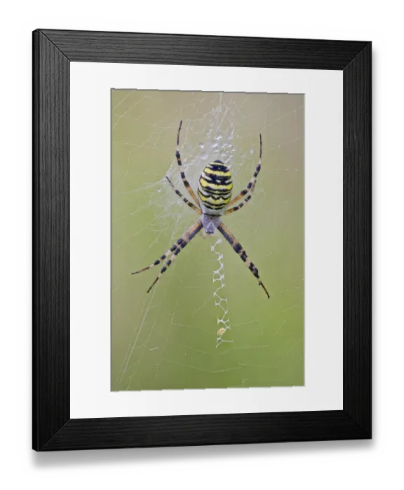 Framed Print : Wasp Spider, Argiope bruennichi Framed Print : Wasp Spider, Argiope bruennichi