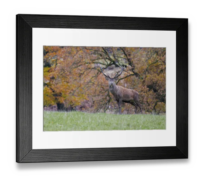 Framed Print : Red deer (Cervus elaphus) in autumn leaves