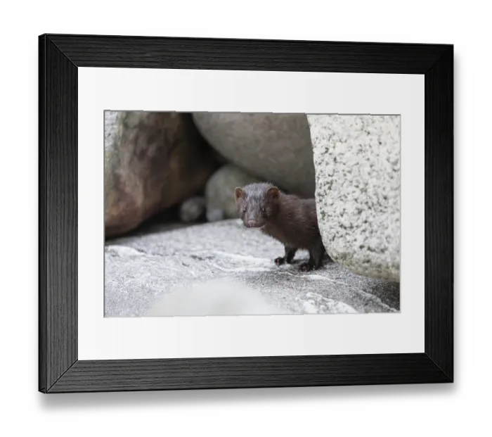 Framed Print : The American Mink (Mustela vison) is a graceful predator that lives by the sea in Norway near Bodo in Nordland