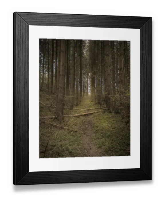 Framed Print : Narrow Forest Path Through Tall Conifers with Fallen Logs Framed Print : Narrow Forest Path Through Tall Conifers with Fallen Logs