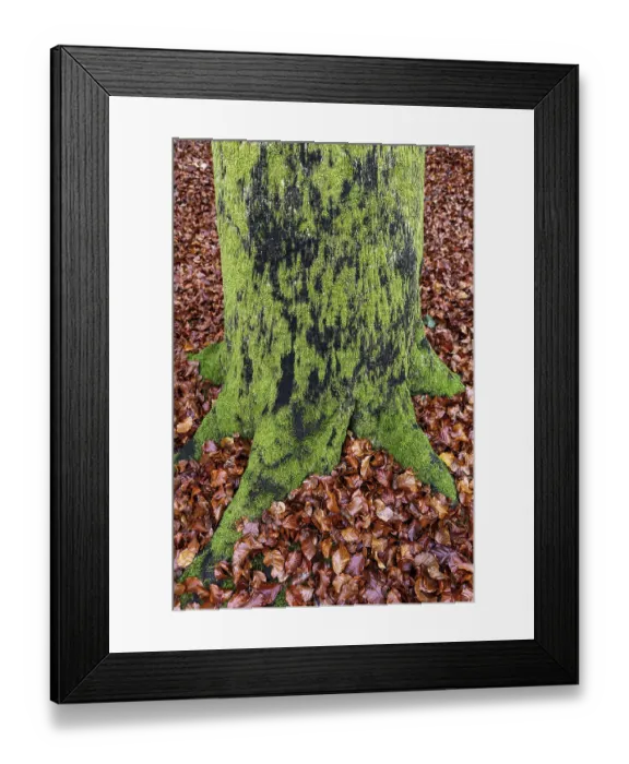 Framed Print : Moss-covered tree trunk in autumn forest