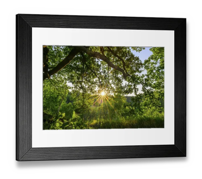Framed Print : Sunlight shines through the branches of an oak (Quercus robur) in a green forest Framed Print : Sunlight shines through the branches of an oak (Quercus robur) in a green forest