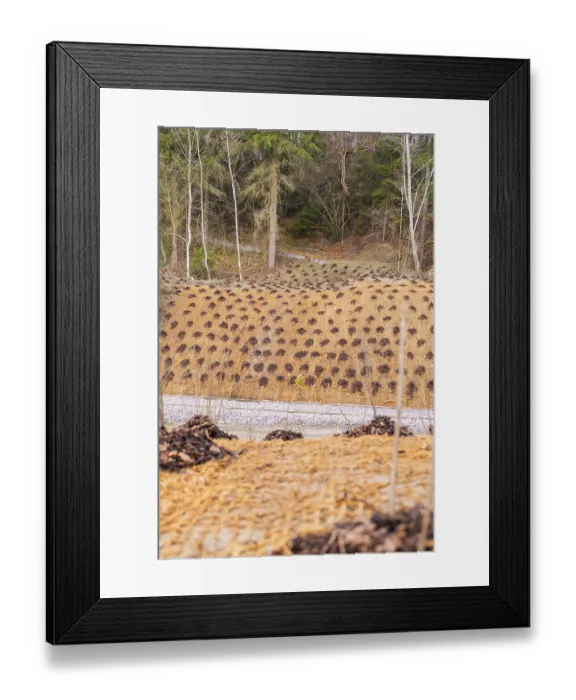 Framed Print : Slope protected from a wooded landscape with a protective net and plants
