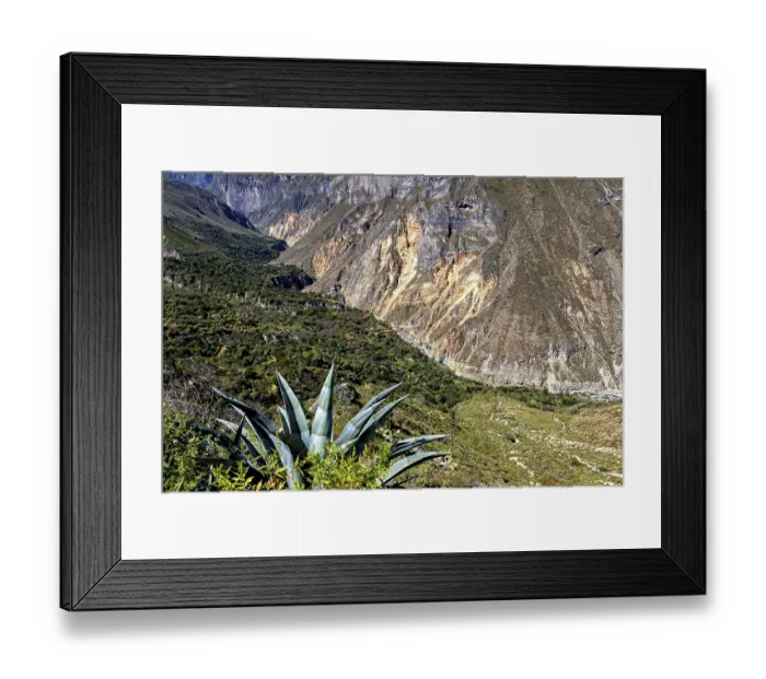 Framed Print : Succulent plant with extensive views of the mountain landscape and valley