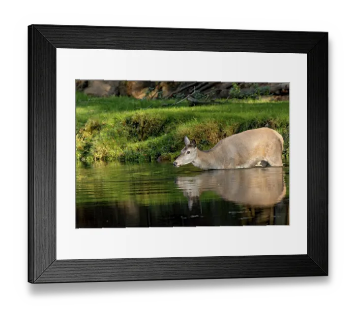 Framed Print : Female red deer (Cervus elaphus) Framed Print : Female red deer (Cervus elaphus)