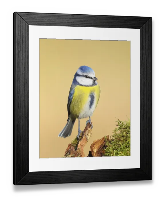 Framed Print : Blue tit (Parus caeruleus), direct view