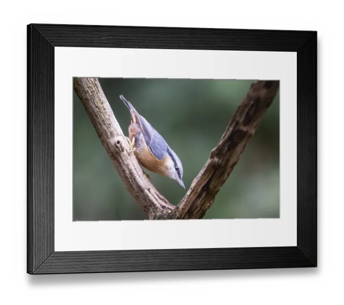 Framed Print : Nuthatch (Sitta europaea), Emsland Framed Print : Nuthatch (Sitta europaea), Emsland