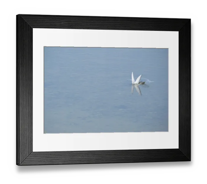 Framed Print : Arctic tern (Sterna paradisaea) diving for a fish