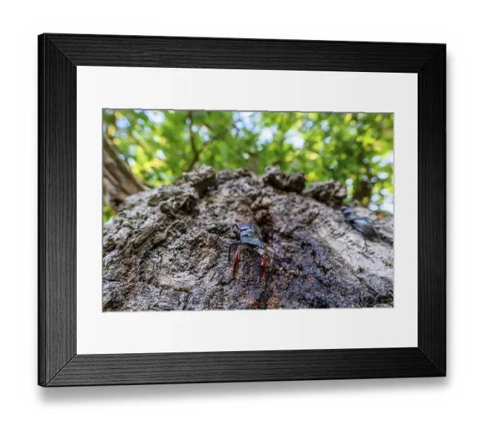 Framed Print : Stag beetle (Lucanus cervus) on an oak tree Framed Print : Stag beetle (Lucanus cervus) on an oak tree
