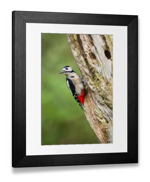 Framed Print : Great spotted woodpecker (Dendrocopos major) sitting on an old wrotten tree trunk in late summer