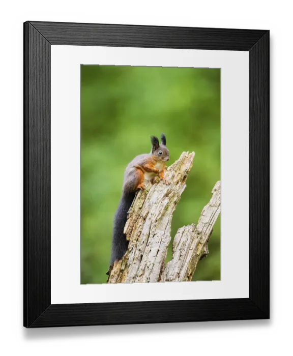 Framed Print : Red squirrel (Sciurus vulgaris) sitting on an old wrotten tree trunk in a forest