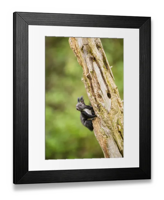 Framed Print : Red squirrel (Sciurus vulgaris) sitting on an old wrotten tree trunk in a forest Framed Print : Red squirrel (Sciurus vulgaris) sitting on an old wrotten tree trunk in a forest