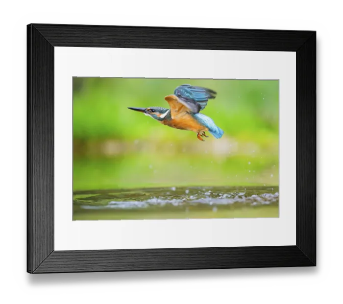 Framed Print : Common kingfisher (Alcedo atthis) flying out of the water after a unsuccessful hunt in late summer