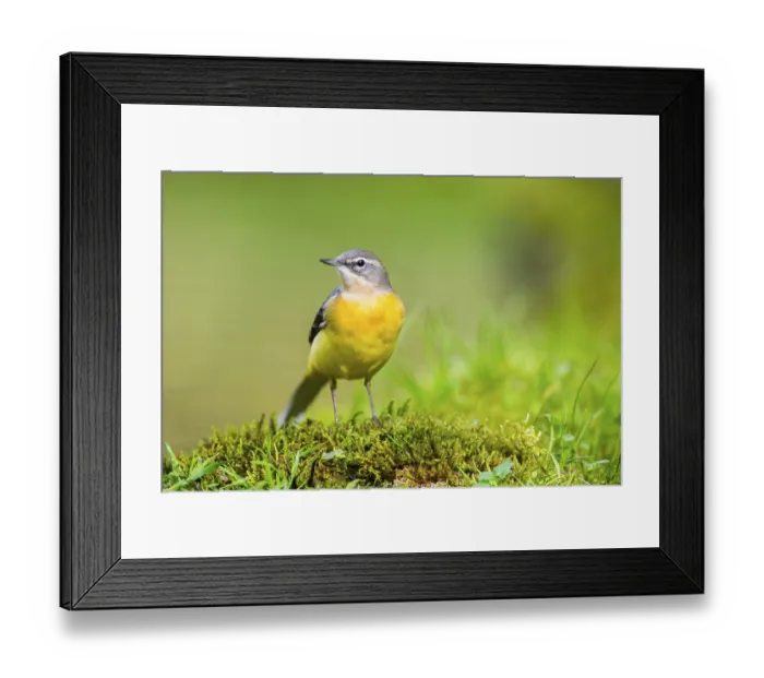 Framed Print : Grey Wagtail (Motacilla cinerea) hunting at a little lake in a swamp Framed Print : Grey Wagtail (Motacilla cinerea) hunting at a little lake in a swamp
