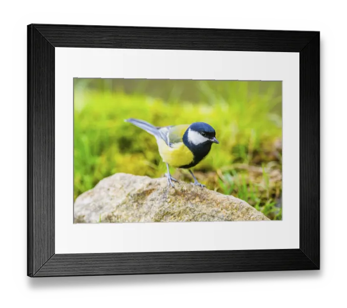 Framed Print : Great tit (Parus major) sitting on a rock at a swamp Framed Print : Great tit (Parus major) sitting on a rock at a swamp