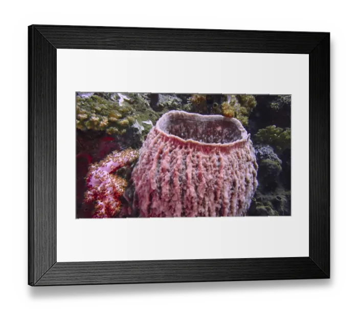 Framed Print : Barrel sponge (Xestospongia testudinaria) in a lively underwater environment