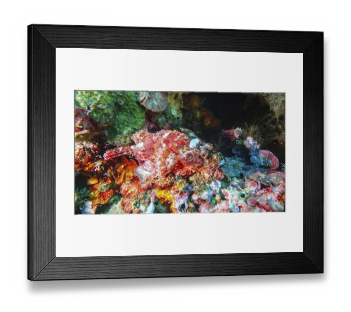 Framed Print : A red scorpionfish (Scorpaena scrofa) well camouflaged among colourful corals