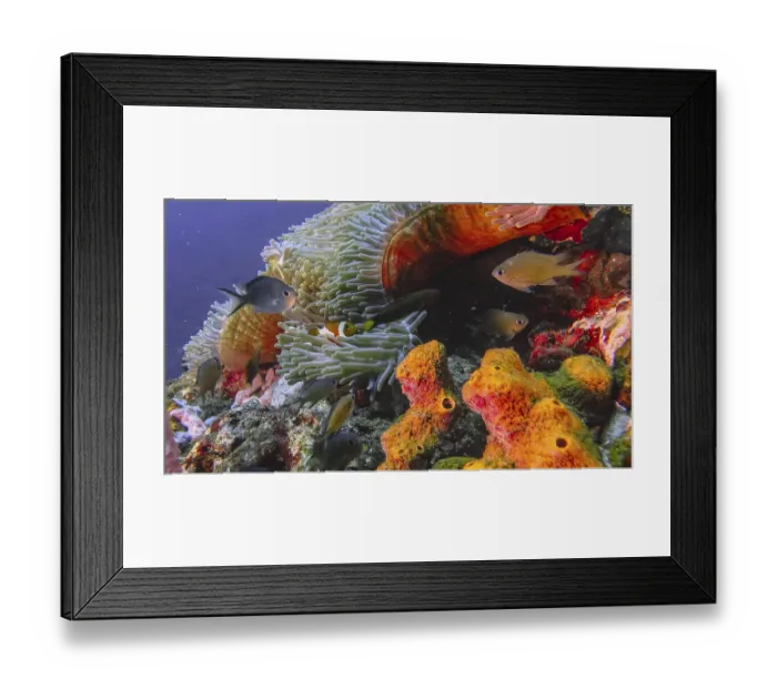 Framed Print : Different fish swim around corals and anemones in the sea