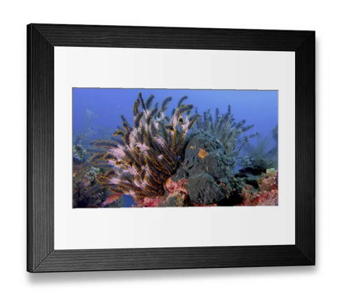Framed Print : Beautiful feather star (Cenometra bella) shining in the blue water