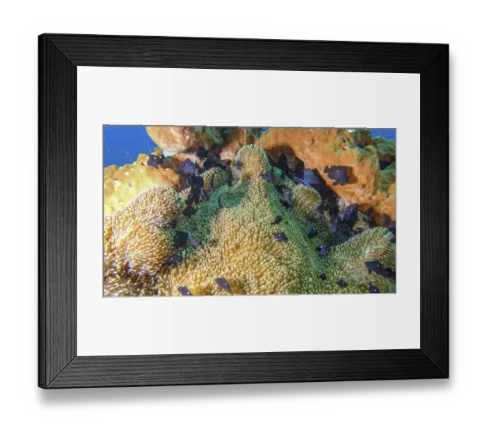 Framed Print : Underwater photo of corals and numerous small black fish Framed Print : Underwater photo of corals and numerous small black fish