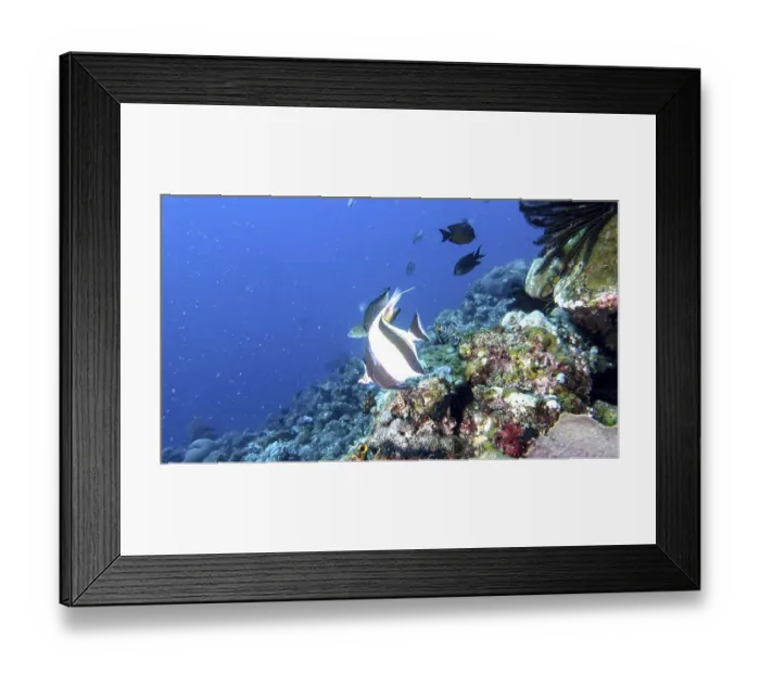 Framed Print : An octopus (Zanclus cornutus) swims close above a coral reef