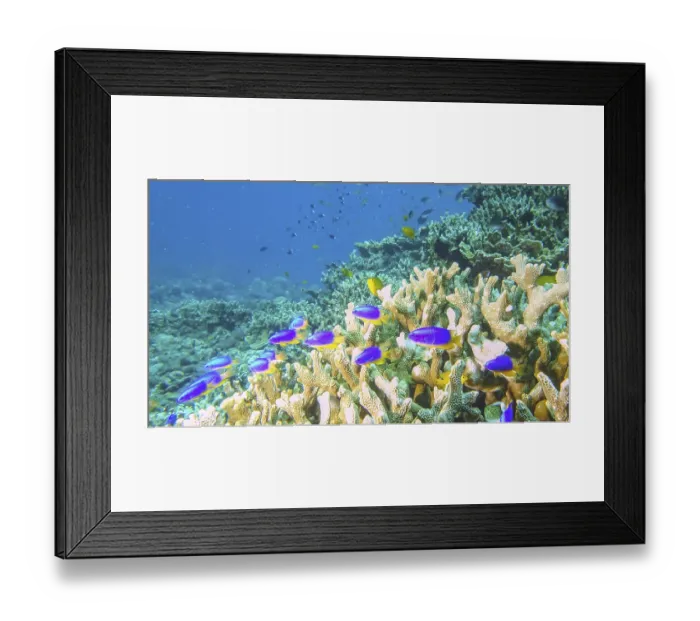 Framed Print : Colourful reef scene with, among others Framed Print : Colourful reef scene with, among others