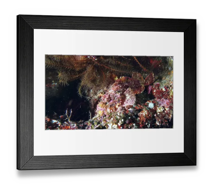 Framed Print : Red scorpionfish (Scorpaena scrofa)