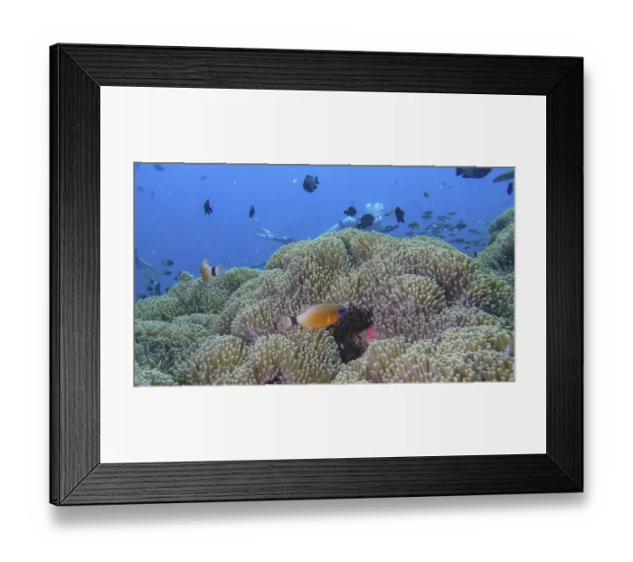 Framed Print : Various fish swim over a coral reef with anemones in the background in blue water Framed Print : Various fish swim over a coral reef with anemones in the background in blue water