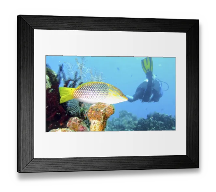 Framed Print : A colourful fish, checkerboard squid (Halichoeres hortulanus) swims near a diver in a coral reef in clear blue water