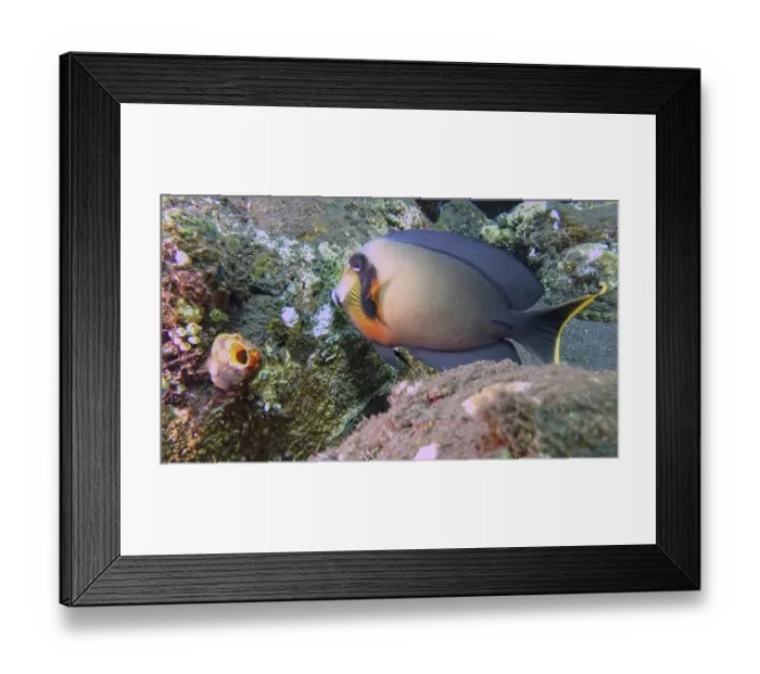 Framed Print : A chocolate surgeonfish (Acanthurus pyroferus) swims near an overgrown rock face in a colourful underwater world