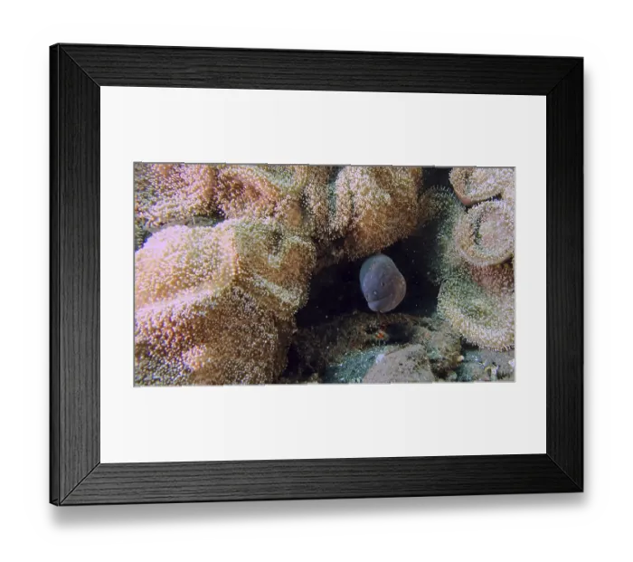 Framed Print : A Yellow-edged moray (Gymnothrax flavimarginatus) hides in an anemone between corals and rock formations Framed Print : A Yellow-edged moray (Gymnothrax flavimarginatus) hides in an anemone between corals and rock formations