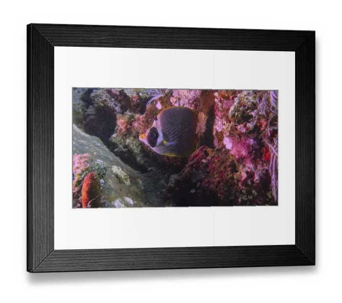 Framed Print : A panda butterflyfish (Chaetodon adiergastos) swims along a vibrant