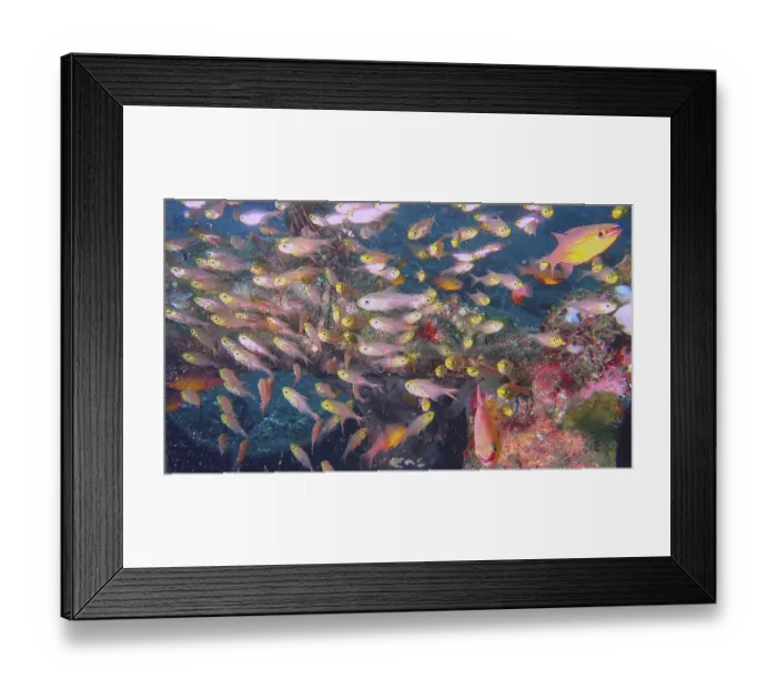 Framed Print : A swarm of colorful fish moves through a coral reef in the ocean