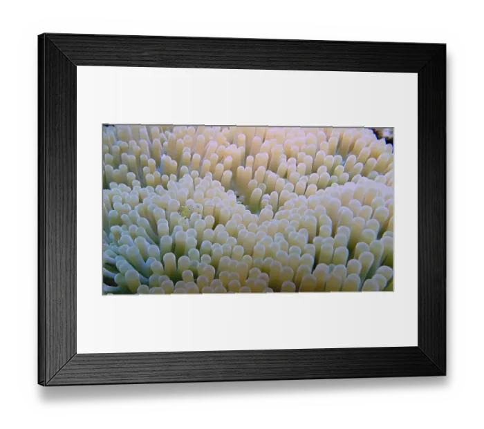 Framed Print : Anemone partner shrimp (Ancylomenes longcarpus on a densely grown anemone under water) Framed Print : Anemone partner shrimp (Ancylomenes longcarpus on a densely grown anemone under water)