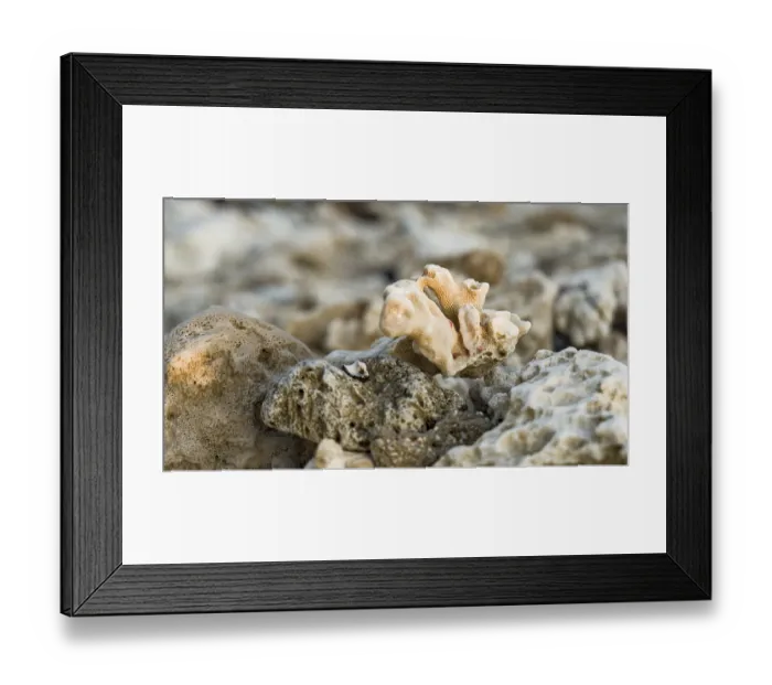 Framed Print : Close-up of coral on barren seabed